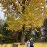 結婚記念日に夫婦で、弥彦の菊祭り・弥彦公園の紅葉・カーブドッチ